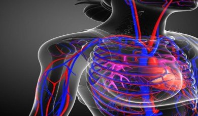 Dolaşım sistemi kan, oksijen ve besin maddelerinin vücudun farklı bölgelerine taşınmasından sorumludur